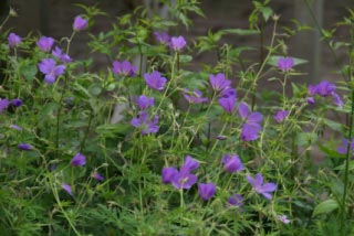 Geranium 'Nimbus' bestellen